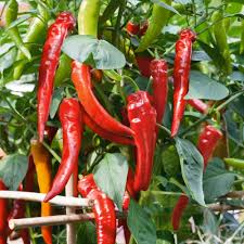 Hot Pepper Seed Collection – For Planting