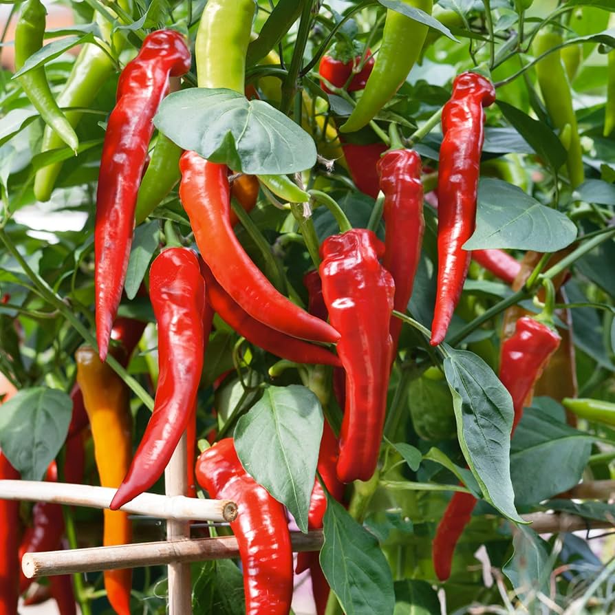 Hot Pepper Seed Collection – For Planting