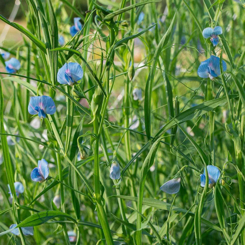 Grass Pea Herb Seeds
