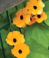 Thunbergia Flower seeds for Planting Drought Tolerant Heirloom & GMO Free Seeds for Home Garden
Sale for planting in home garden