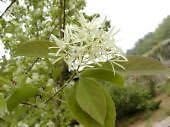 White Chionanthus Flower seeds for Planting - Low Maintenance, Heirloom & GMO Free Seeds for Home Garden
Sale for planting in home garden