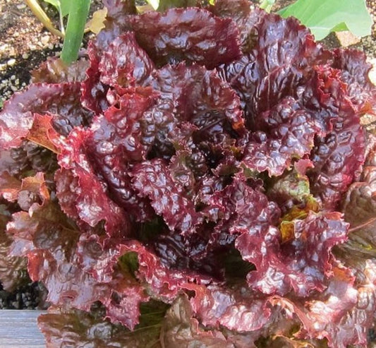Red Sails Lettuce (Lactuca sativa) Plant Seeds for Planting – Heirloom, Non-GMO, Easy to Grow, Leafy Green