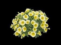 petunia flower seeds for sale Sunrise Cascading Petunia Seeds Flower seeds for Planti