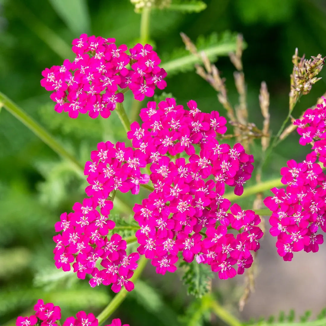 yarrow flower seeds Achillea Millefolium (Cerise Queen Yarrow) Flower Seeds for Planting – – Pure Asia Seeds