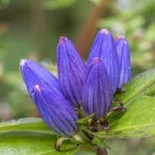 Gentiana Flower seeds for Planting Easy to Grow Heirloom & GMO Free Seeds for Home Garden
Sale for planting in home garden