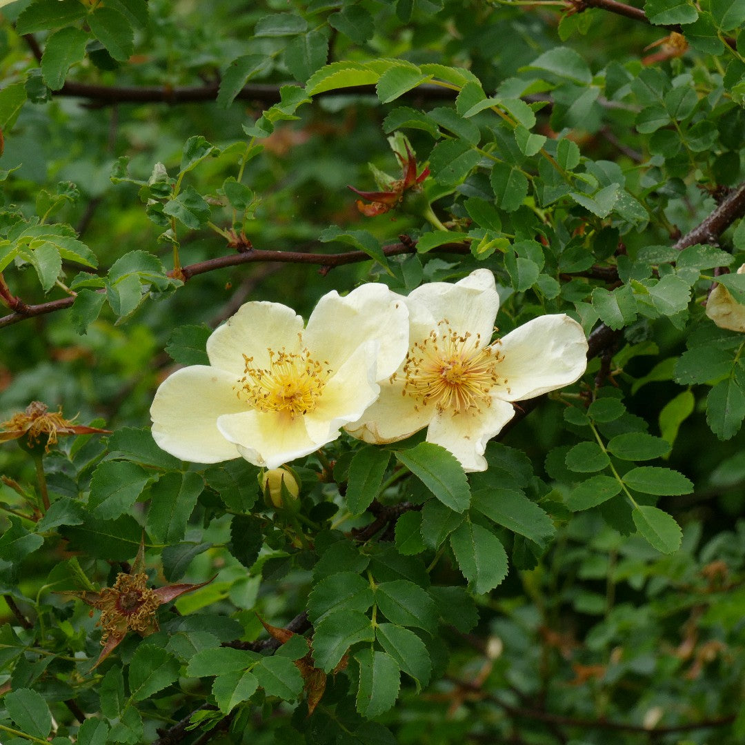 Father Hugo's Rose Flower Seeds