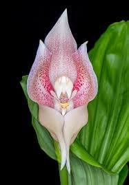 Orchid Flower seeds for Planting Fragrant Blossoms Heirloom & GMO Free Seeds for Home Garden
Sale for planting in home garden