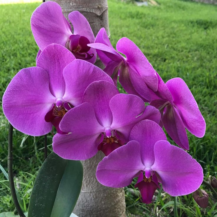 Purple Phalaenopsis Flower seeds for Planting Pollinator Friendly Heirloom & GMO Free Seeds for Home Garden
Sale seeds for home garden planting