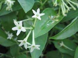 Cestrum Flower seeds for Planting - Garden Favorite, Heirloom & GMO Free Seeds for Home Garden
Sale for planting in home garden.