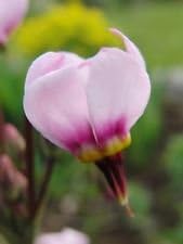 Pink White Dodecatheon Flower seeds for Planting - Compact Growth, Heirloom & GMO Free Seeds for Home Garden
Sale for planting in home garden.