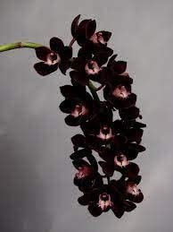 Black Orchid Flower seeds for Planting - Seasonal Bloomer, Heirloom & GMO Free Seeds for Home Garden
Sale for planting in home garden