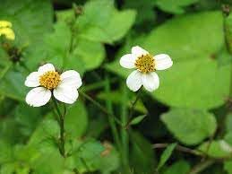 Bidens Pilosa Flower seeds for Planting Easy to Grow Heirloom & GMO Free Seeds for Home Garden
Sale for planting in home garden
