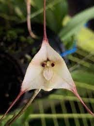 Heirloom Monkey Orchid Flower seeds for Planting Perfect for Borders Heirloom & GMO Free Seeds for Home Garden
Sale for planting in home garden