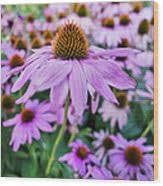 Coneflower Flower seeds for Planting Vibrant Colors Heirloom & GMO Free Seeds for Home Garden
Sale for planting in home garden