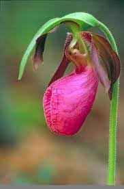 Cypripedium Acaule Flower seeds for Planting - Bright Blooms, Heirloom & GMO Free Seeds for Home Garden
Sale for planting in home garden.