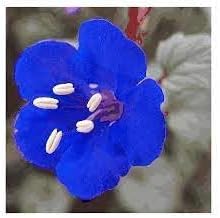 Cali Flower seeds for Planting Colorful Display Heirloom & GMO Free Seeds for Home Garden
Sale for planting in home garden