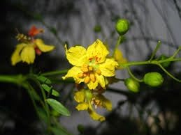 Parkinsonia Aculeata Flower seeds for Planting Pollinator Friendly Heirloom & GMO Free Seeds for Home Garden
Sale for planting in home garden