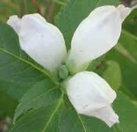 White Turtlehead Flower seeds for Planting - Wildflower Mix, Heirloom & GMO Free Seeds for Home Garden
Sale for planting in home garden.