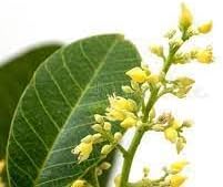 Hevea Brasiliensis Flower seeds for Planting Fragrant Blossoms Heirloom & GMO Free Seeds for Home Garden
Sale for planting in home garden