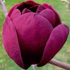 Tulip Tree Flower seeds for Planting - Premium Quality, Heirloom & GMO Free Seeds for Home Garden
Sale seeds for planting in home garden