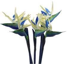 Cream Violet Strelitzia Flower seeds for Planting - Wildflower Mix, Heirloom & GMO Free Seeds for Home Garden
Sale for planting in home garden.