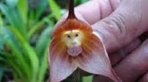 Light Pink Monkey Face Flower seeds for Planting - Bright Blooms, Heirloom & GMO Free Seeds for Home Garden
Sale for planting in home garden.