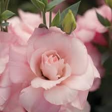 Echo Flower seeds for Planting Drought Tolerant Heirloom & GMO Free Seeds for Home Garden
Sale for planting in home garden