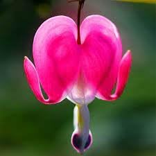 Heirloom Heart Flower seeds for Planting Cut Flower Favorite Heirloom & GMO Free Seeds for Home Garden
Sale for planting in home garden