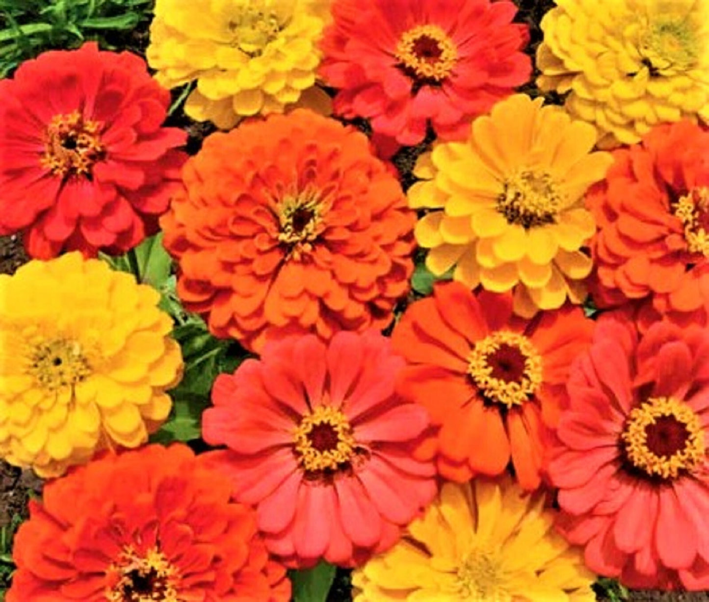 Zinnia Flower Seeds (Non-GMO) – Vibrant Garden Blooms