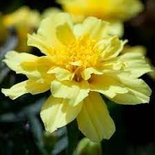 Heirloom Alumia Vanilla Flower seeds for Planting Vibrant Colors Heirloom & GMO Free Seeds for Home Garden
Sale for planting in home garden