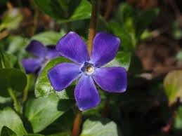 Vinca Periwinkle Flower seeds for Planting Fragrant Blossoms Heirloom & GMO Free Seeds for Home Garden
Sale for planting in home garden