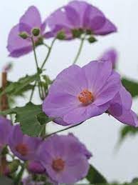 Purple Abutilon Striatum Flower seeds for Planting - Compact Growth, Heirloom & GMO Free Seeds for Home Garden
Sale seeds for planting in home garden