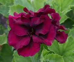 Geranium Burgundy Flower seeds for Planting - Premium Quality, Heirloom & GMO Free Seeds for Home Garden
Sale for planting in home garden.