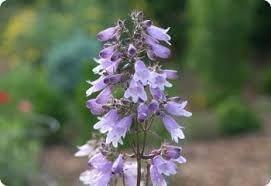 Heirloom Beardtongue Flower seeds for Planting Cottage Garden Essential Heirloom & GMO Free Seeds for Home Garden
Sale for planting in home garden