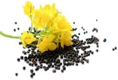 Canola Oil Flower seeds for Planting Hardy Variety Heirloom & GMO Free Seeds for Home Garden
Sale for planting in home garden