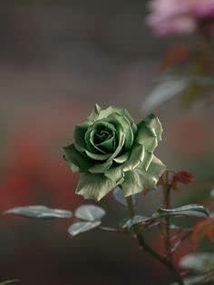 Army Green Rose Flower seeds for Planting Garden Favorite Heirloom & GMO Free Seeds for Home Garden
Sale seeds for home garden planting