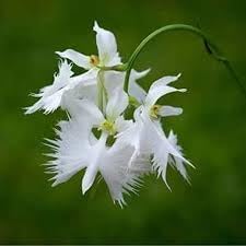 Aigrette Orchid Flower seeds for Planting - Compact Growth, Heirloom & GMO Free Seeds for Home Garden
Sale seeds for planting in home garden