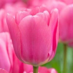Pink Tulip Flower seeds for Planting - Bright Blooms, Heirloom & GMO Free Seeds for Home Garden
Sale seeds for planting in home garden
