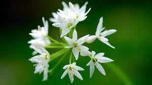 Ramsons Flower seeds for Planting - Perfect for Borders, Heirloom & GMO Free Seeds for Home Garden
Sale for planting in home garden.