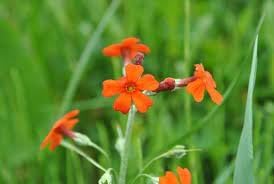 Cockburniana Flower seeds for Planting - Pollinator Friendly, Heirloom & GMO Free Seeds for Home Garden
Sale for planting in home garden