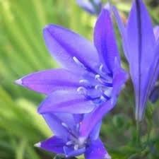 Fabiola Flower seeds for Planting - Sun Loving, Heirloom & GMO Free Seeds for Home Garden
Sale seeds for planting in home garden
