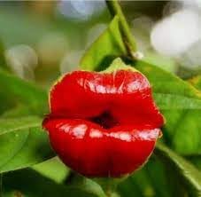 Heirloom Lips Flower seeds for Planting Seasonal Bloomer Heirloom & GMO Free Seeds for Home Garden
Sale for planting in home garden