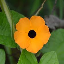 Susan Flower seeds for Planting - Drought Tolerant, Heirloom & GMO Free Seeds for Home Garden
Sale for planting in home garden.