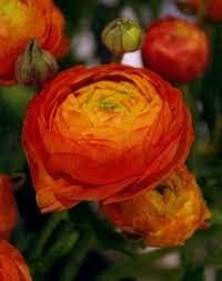 Red-Yellow Ranunculus Flower seeds for Planting - Sun Loving, Heirloom & GMO Free Seeds for Home Garden
Sale for planting in home garden.