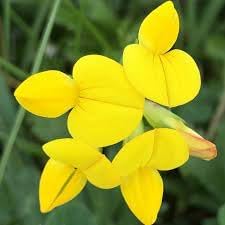 Birdsfoot Flower seeds for Planting - Sun Loving, Heirloom & GMO Free Seeds for Home Garden
Sale seeds for planting in home garden