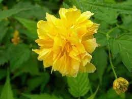 Kerrie Flower seeds for Planting - Easy to Grow, Heirloom & GMO Free Seeds for Home Garden
Sale seeds for planting in home garden