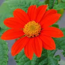 Mexican Flower seeds for Planting - Fragrant Blossoms, Heirloom & GMO Free Seeds for Home Garden
Sale for planting in home garden