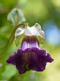 Heirloom Cobaea Scandens Flower seeds for Planting Low Maintenance Heirloom & GMO Free Seeds for Home Garden
Sale for planting in home garden