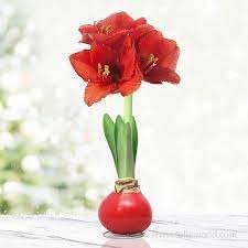 Heirloom Amaryllis Flower seeds for Planting Pollinator Friendly Heirloom & GMO Free Seeds for Home Garden
Sale for planting in home garden
