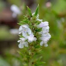 Satureja Montana Flower seeds for Planting - Shade Tolerant, Heirloom & GMO Free Seeds for Home Garden
Sale for planting in home garden.